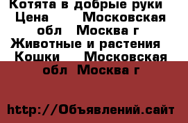 Котята в добрые руки › Цена ­ 1 - Московская обл., Москва г. Животные и растения » Кошки   . Московская обл.,Москва г.